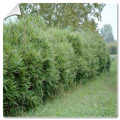 Bambu para sebes